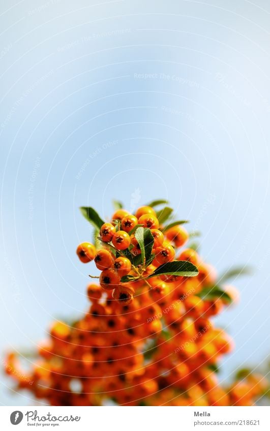 Beerenbrüder Umwelt Natur Pflanze Himmel Wildpflanze Vogelbeeren hängen Wachstum natürlich blau Perspektive orange Farbfoto mehrfarbig Außenaufnahme Nahaufnahme