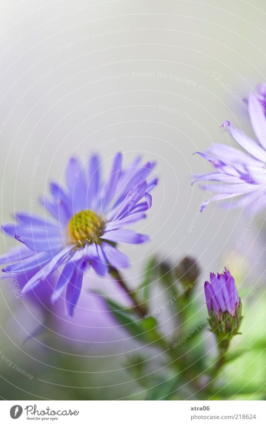 postkartenmorgen Natur Pflanze Blume Blüte blau grau violett Farbfoto Außenaufnahme Nahaufnahme Detailaufnahme Textfreiraum oben Schwache Tiefenschärfe