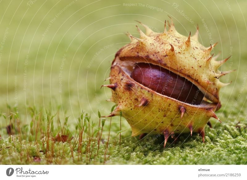 geplatzt Umwelt Natur Herbst Moos Rosskastanie Kastanie Kapsel Frucht Igel Stachel Park liegen authentisch bedrohlich elegant frech nah rund stachelig braun