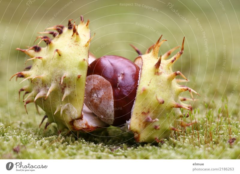 Schatztruhe Natur Herbst Moos Park Wald liegen braun grün Freude Lebensfreude Romantik Neugier Senior Beginn Design Ende entdecken geheimnisvoll innovativ