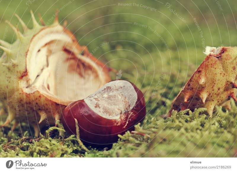 entbunden Umwelt Natur Herbst Moos Rosskastanie Kastanie Samen Frucht Igel Park liegen braun grün Glück Lebensfreude Romantik Beginn Design Hoffnung Idee