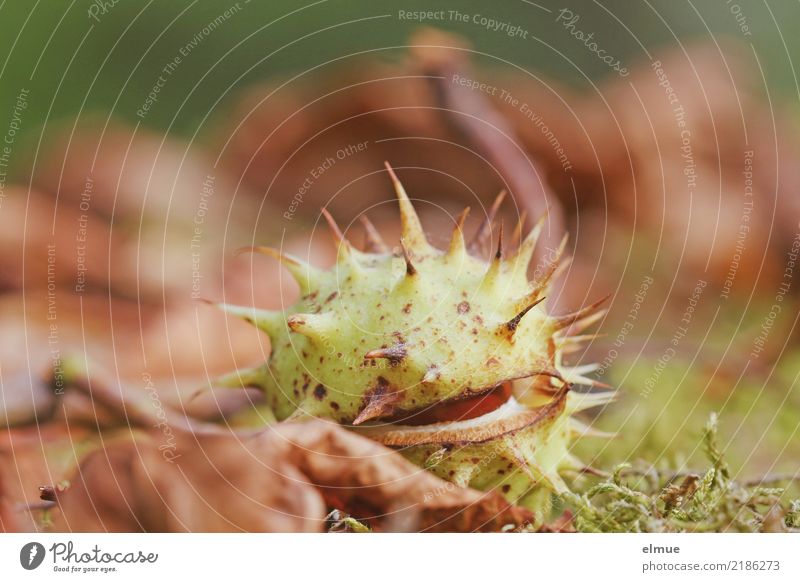 unter Beobachtung Natur Herbst Moos Blatt Rosskastanie Frucht Samen Kastanie Park Igel Schatz fallen liegen braun Freude Lebensfreude Neugier gefräßig Senior