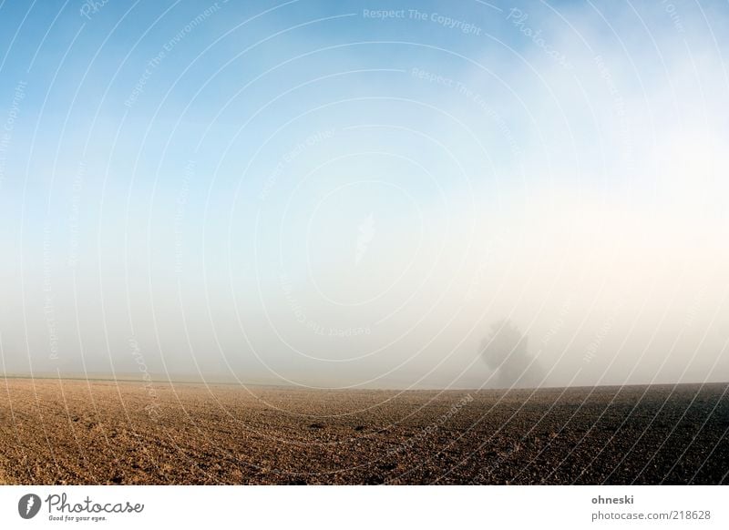 Nebel Landschaft Herbst Wetter Schönes Wetter Baum Feld Hoffnung Leben Farbfoto Morgendämmerung Sonnenlicht Blauer Himmel Ackerbau Textfreiraum oben