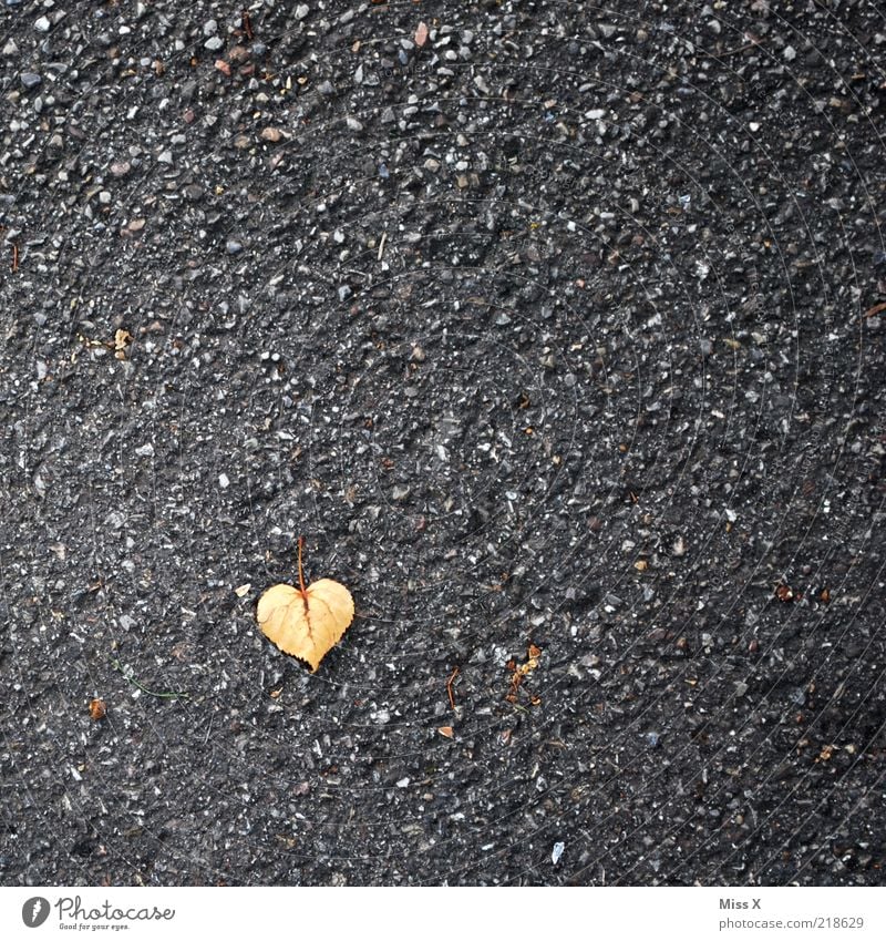 ein Herz für den Herbst Blatt klein Herbstlaub Lindenblatt herzförmig Farbfoto Außenaufnahme Menschenleer Hintergrund neutral Textfreiraum oben