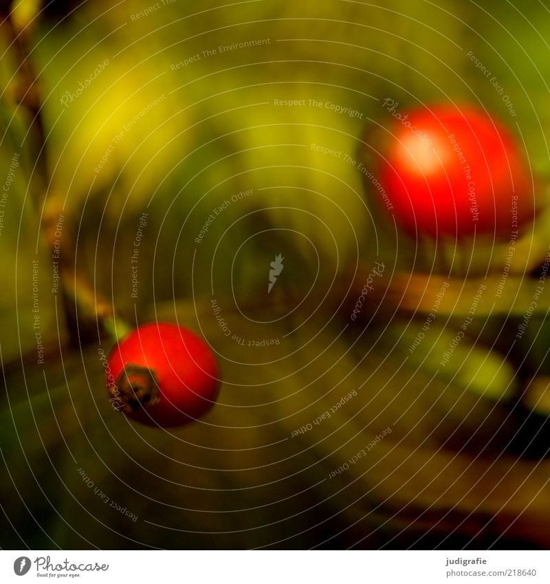 Rot Umwelt Natur Pflanze Herbst Wildpflanze Frucht Wachstum natürlich rot Heilpflanzen Farbfoto Außenaufnahme Tag Unschärfe Hundsrose