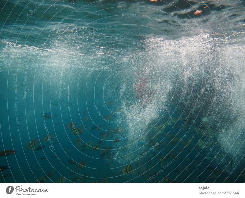 luftblasen mit fischen Umwelt Natur Tier Urelemente Wasser Meer Wildtier Fisch rifffisch Tiergruppe Schwarm blau Luftblase tauchen Schwimmen & Baden Farbfoto