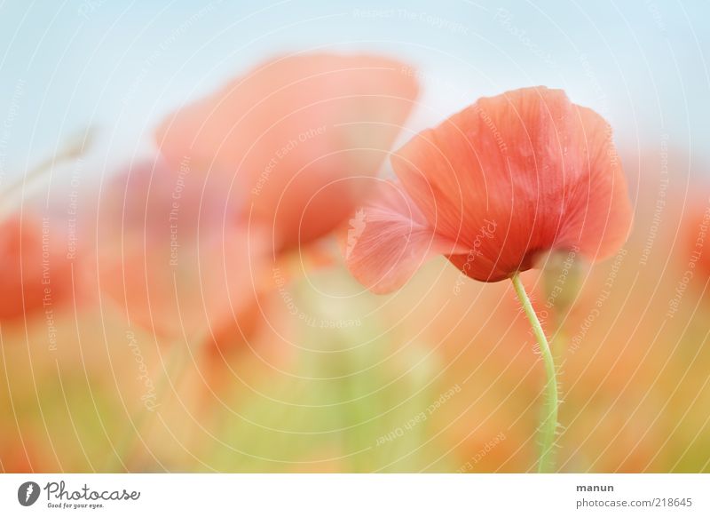 Mohn Natur Pflanze Frühling Sommer Blume Blüte Nutzpflanze Mohnblüte Mohnfeld Mohnkapsel Stauden ästhetisch fantastisch natürlich schön Farbfoto Außenaufnahme