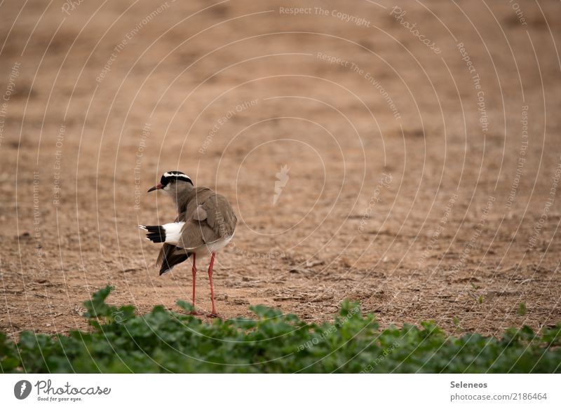 Kronenkiebitz Freiheit Sommer Umwelt Natur Gras Tier Wildtier Vogel Tiergesicht Kiebitz 1 natürlich Ornithologie Farbfoto Außenaufnahme Menschenleer