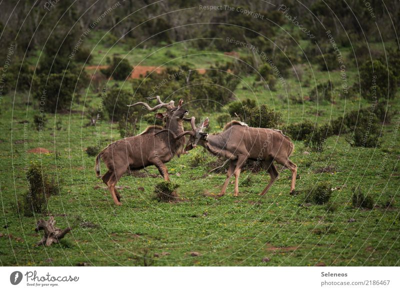 Meinungsverschiedenheit Ferien & Urlaub & Reisen Tourismus Ausflug Abenteuer Ferne Expedition Sommer Umwelt Natur Sträucher Tier Wildtier Horn Kudu Antilopen 2