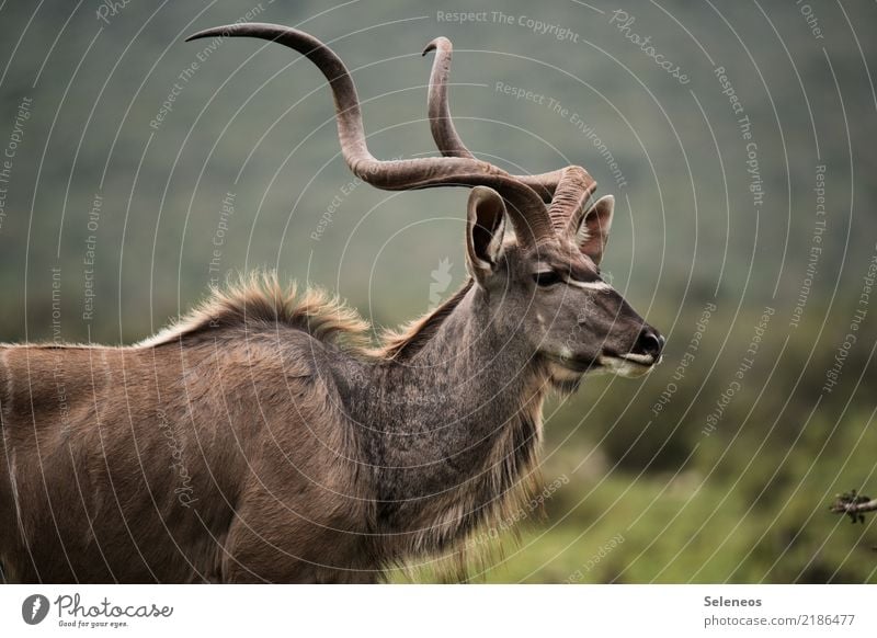 Korkenzieher Ferien & Urlaub & Reisen Tourismus Ausflug Abenteuer Ferne Freiheit Safari Expedition Natur Tier Wildtier Tiergesicht Horn Antilopen Kudu 1 frei