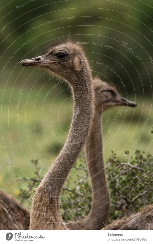 Gibt`s was zu gucken? Ferien & Urlaub & Reisen Tourismus Ausflug Abenteuer Ferne Safari Umwelt Natur Tier Wildtier Vogel Strauß 2 beobachten nah natürlich