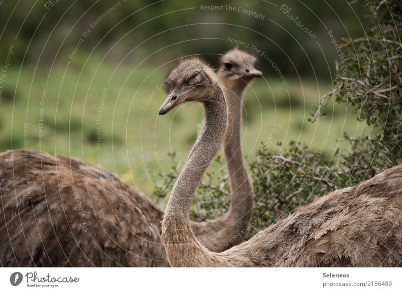 Frühaufsteher? Vogelstrauß Wild Wildtier Safari Südafrika Afrika frei Natur Tierporträt Abenteuer Ferien & Urlaub & Reisen Farbfoto Freiheit Außenaufnahme Ferne