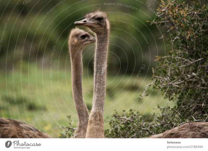 360 Grad Blick Vogelstrauß Strauß Wildtier Safari Südafrika Tier Farbfoto Außenaufnahme Tierporträt Natur Ferien & Urlaub & Reisen Tourismus Abenteuer Ausflug