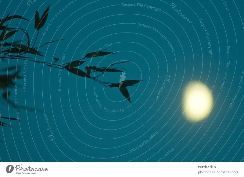 Bambus vor Mond Umwelt Natur Himmel Nachthimmel Pflanze Blatt Oktober Zweig Halbmond Farbfoto Außenaufnahme Detailaufnahme Menschenleer Textfreiraum oben