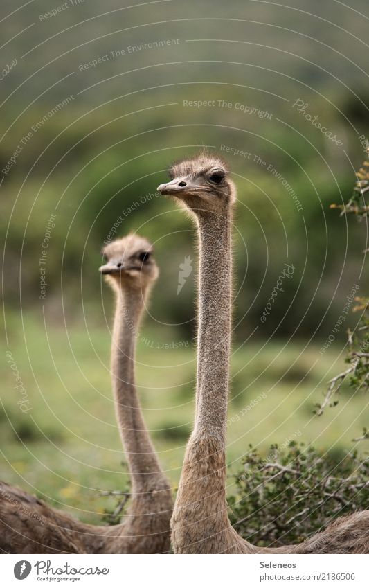 zwei auf dem Aussichtsposten Ferien & Urlaub & Reisen Tourismus Ausflug Abenteuer Ferne Freiheit Safari Sommer Umwelt Natur Tier Wildtier Vogel Tiergesicht