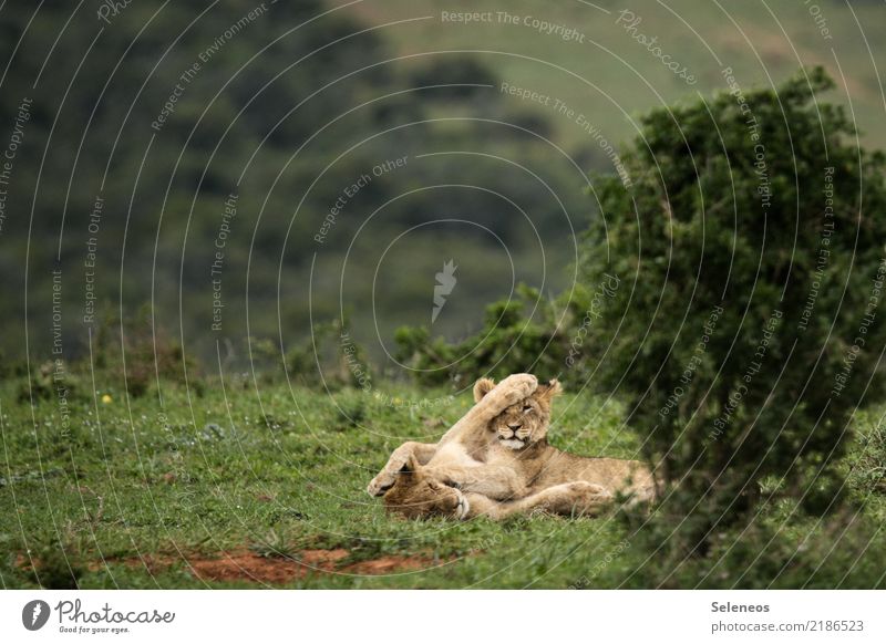 tobende Könige Ferien & Urlaub & Reisen Tourismus Ausflug Abenteuer Ferne Freiheit Safari Umwelt Natur Tier Wildtier Tiergesicht Löwe 2 Tierjunges Spielen frech