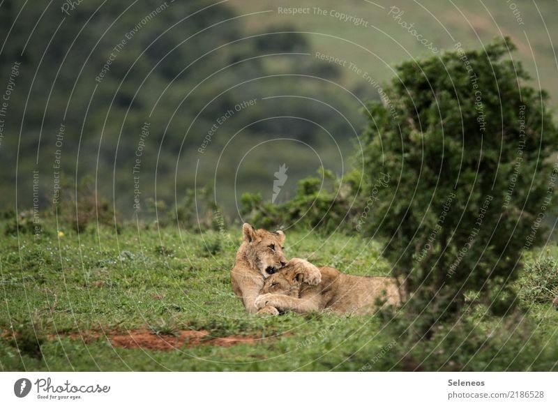 Geschwisterliebe Ferien & Urlaub & Reisen Tourismus Ausflug Abenteuer Ferne Expedition Umwelt Natur Sträucher Tier Wildtier Löwe 2 Tierjunges Spielen toben frei