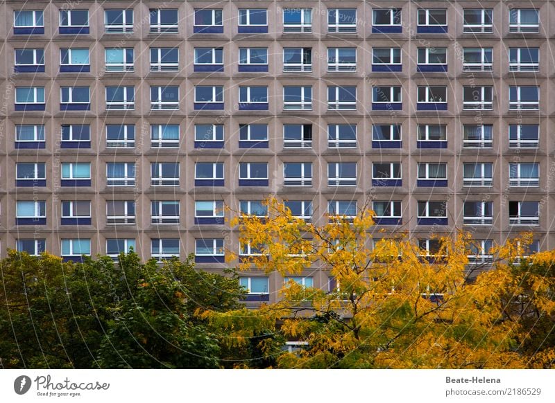 Farbtupfer Häusliches Leben Wohnung Umwelt Herbst Pflanze Baum Sträucher Park Berlin Hochhaus Bauwerk Gebäude Architektur Fassade Fenster Stadt braun gelb grün