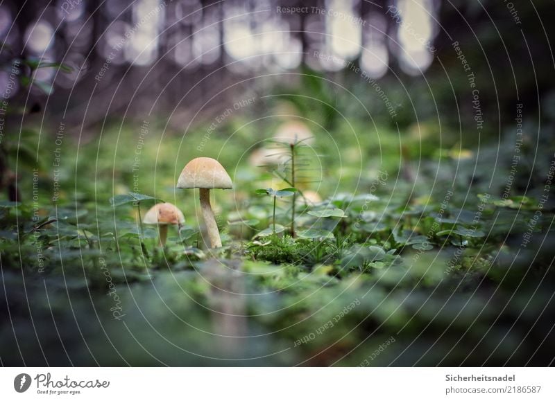 Pilze im Kleebett Natur Herbst Pflanze Moos Grünpflanze Wildpflanze Wald Moor Sumpf Wachstum grün Minitanne Tanne Märchenwald Herbstzeit Pilze sammeln