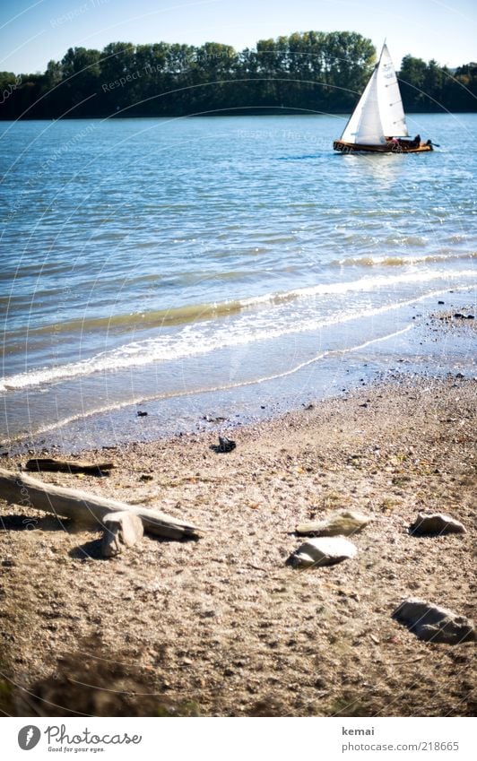 Inselfeeling Umwelt Natur Landschaft Pflanze Urelemente Sand Wasser Himmel Sonnenlicht Sommer Schönes Wetter Wärme Baum Wellen Küste Flussufer Rhein Rheingau