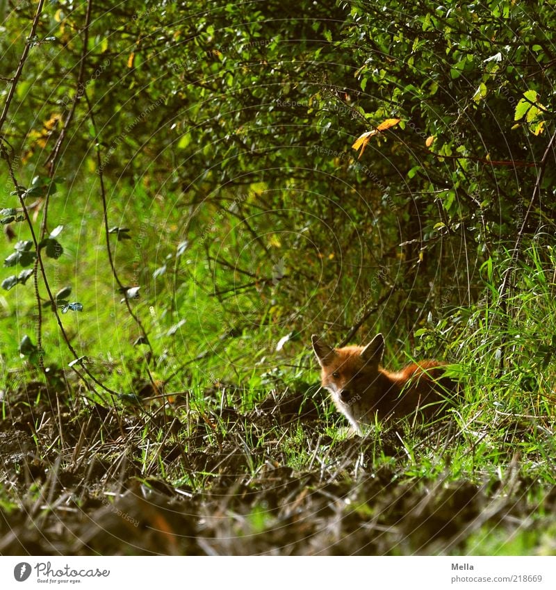 Mein Name ist Fuchs. Reineke Fuchs. Umwelt Natur Pflanze Tier Gras Sträucher Feld Feldrand Wildtier 1 beobachten Blick frei listig natürlich Neugier niedlich