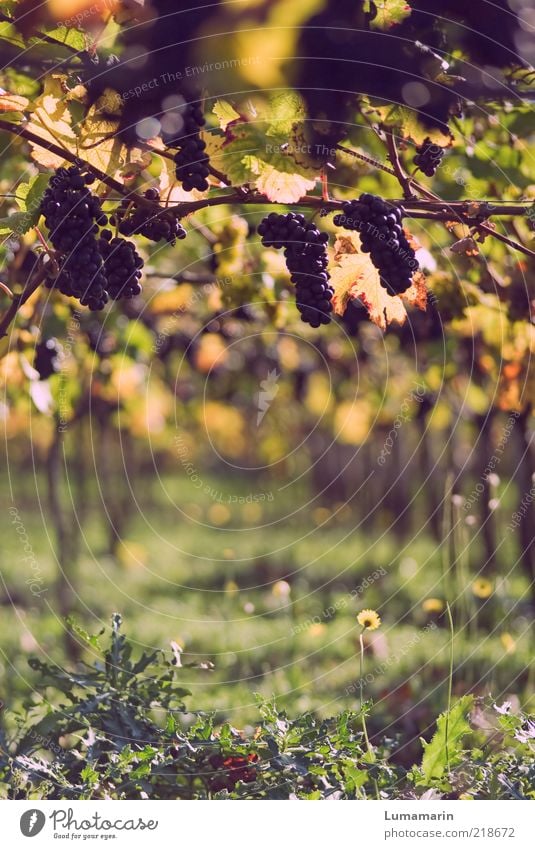 Lesestück Lebensmittel Frucht Ernährung Umwelt Herbst Pflanze Nutzpflanze Feld frisch glänzend gut schön lecker natürlich positiv rund saftig süß wild weich