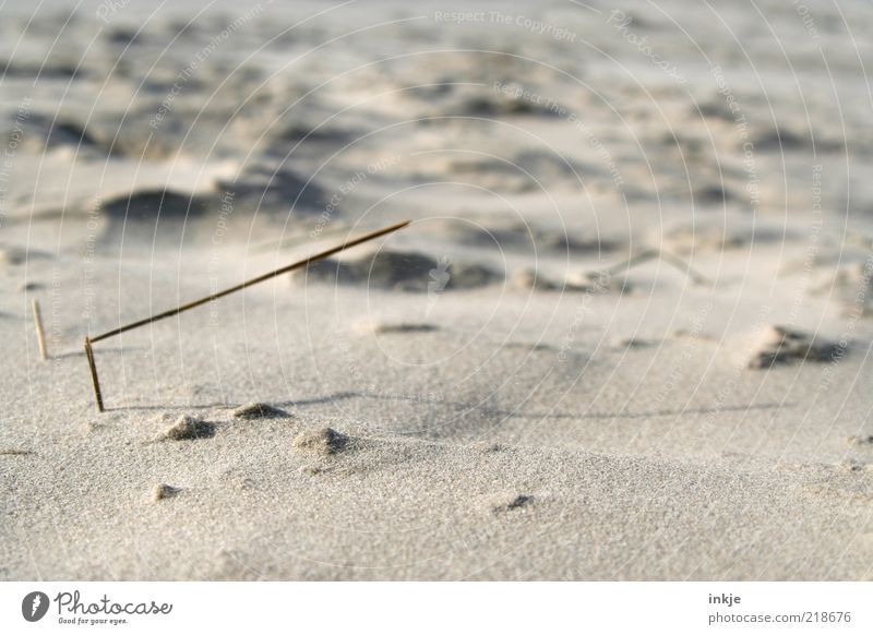 last Halm standing Leben harmonisch Wohlgefühl Erholung ruhig Sommer Strand Sand Nordsee braun grau Natur rein Sonnenstrahlen Farbfoto Gedeckte Farben