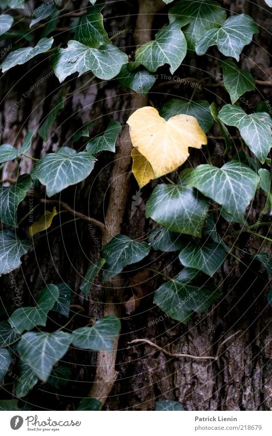 Hedera helix Umwelt Natur Pflanze Urelemente Wetter Efeu Grünpflanze Wildpflanze Blick Ranke Wachstum Baumrinde gelb Tod grün Strukturen & Formen vergangen