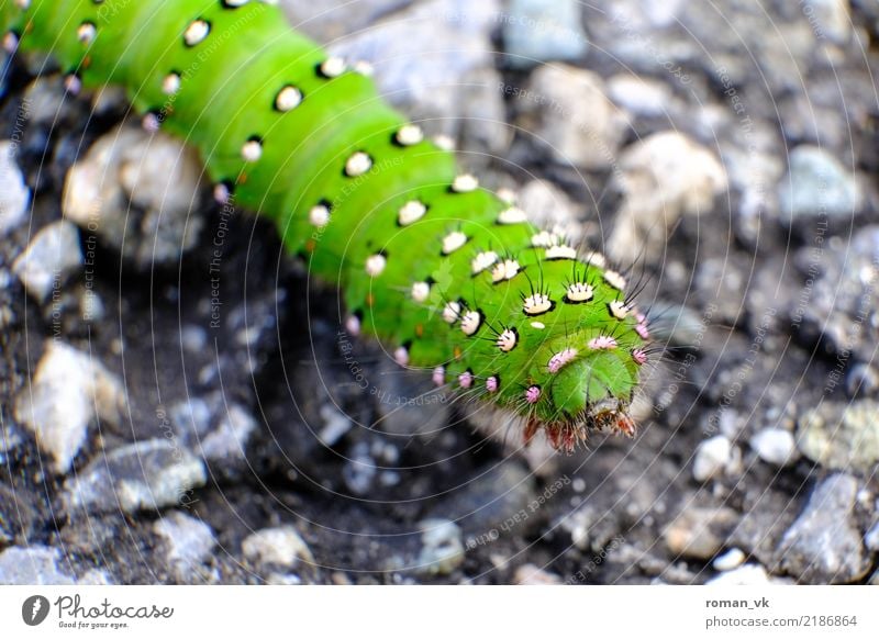 Haarige Angelegenheit Natur Pflanze bedrohlich klein grau grün Raupe Behaarung gefährlich Gift gruselig Makroaufnahme Insekt Krallen verirrt Straße zerbrechlich