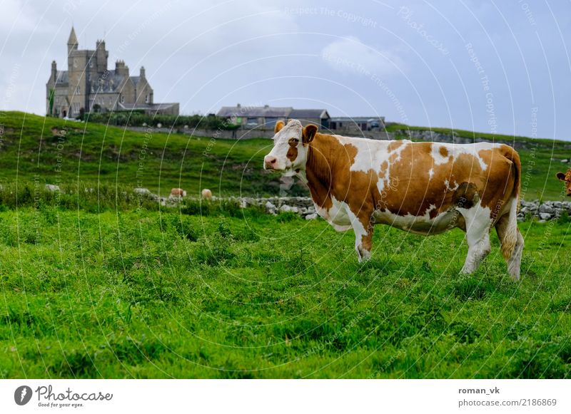 Get off my lawn! Umwelt Natur Landschaft Pflanze Tier Herbst schlechtes Wetter Gras Kuh 1 alt Coolness Kitsch natürlich Schloss Burg oder Schloss Gebäude