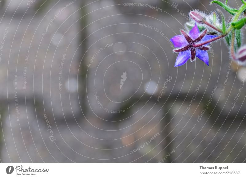 blau hängend Natur Pflanze Herbst Blume Blüte Bürgersteig Stein Beton Blühend grau grün violett Farbfoto Gedeckte Farben Außenaufnahme Nahaufnahme Menschenleer