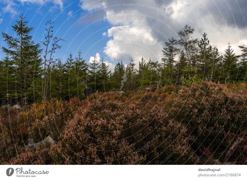 Nordschwarzwald Ferien & Urlaub & Reisen Tourismus Ausflug Expedition wandern Sport Umwelt Natur Landschaft Herbst Pflanze Baum Wald Hügel Berge u. Gebirge