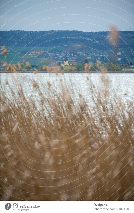 Reichenau Wassersport Insel Gesundheit Gelassenheit Bodensee See Schilfrohr Deutschland Kloster Textfreiraum oben