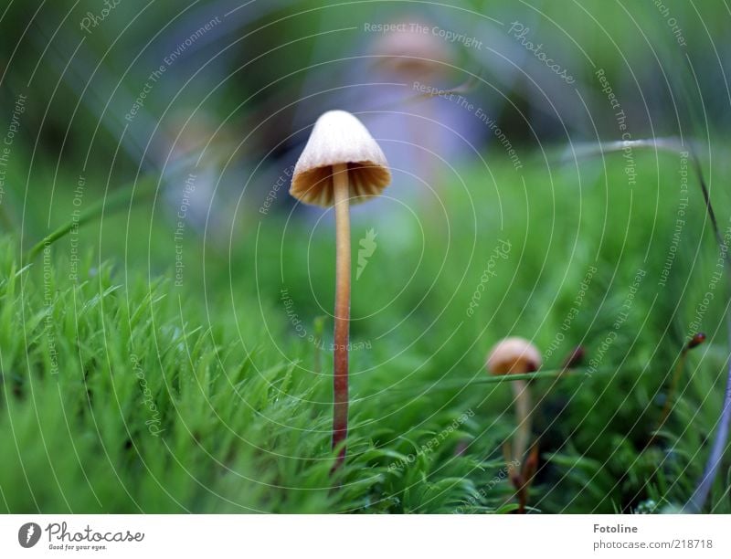 So, mein letzter Pilz dieses Jahr :-) Umwelt Natur Pflanze Gras Moos Wildpflanze Wiese hell natürlich braun grün Pilzhut Lamelle Farbfoto mehrfarbig