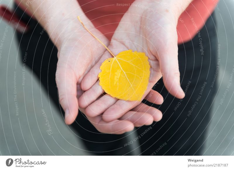 Safran Junge Frau Jugendliche Erwachsene Hand 1 Mensch Natur fallen frei Freundlichkeit Fröhlichkeit gelb gold rot Güte Menschlichkeit Solidarität