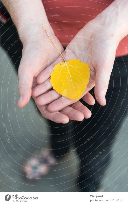 Goldstück Leben harmonisch Wohlgefühl Zufriedenheit Sinnesorgane Erholung ruhig Meditation feminin Frau Erwachsene Freundschaft Hand 1 Mensch atmen frisch