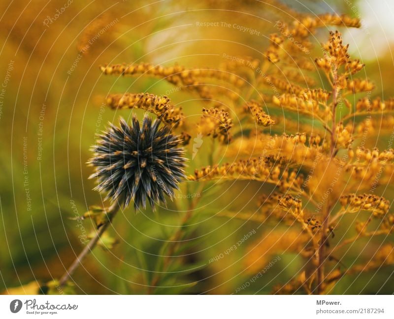 herbstfarben Umwelt Herbst Pflanze Blume Farn Blüte Wildpflanze blau orange stachelig Distel mehrfarbig Farbfoto Menschenleer Schwache Tiefenschärfe