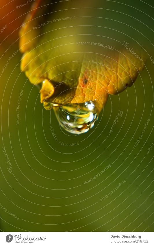 Es hat geregnet! Natur Pflanze Wasser Wassertropfen Herbst Blatt grün Hochformat nass feucht Tau Tropfen glänzend Herbstfärbung Farbfoto Außenaufnahme