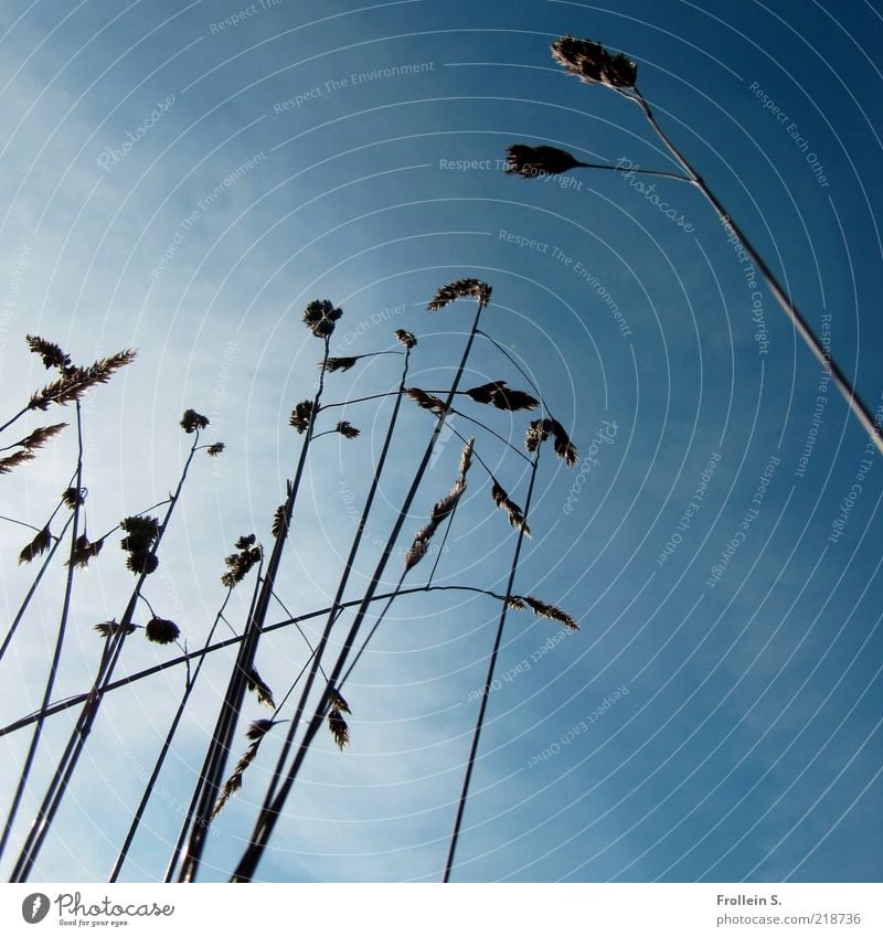 Gras im Größenwahn Pflanze Himmel Sommer Schönes Wetter Wildpflanze hoch natürlich oben blau braun weiß Farbfoto Nahaufnahme Menschenleer Textfreiraum oben Tag