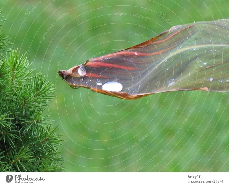 Nach dem Regen Blatt Wasser Natur Detailaufnahme Wassertropfen