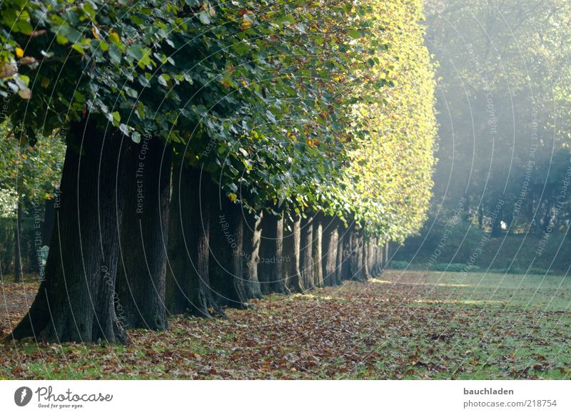 Herbstmorgen Natur Pflanze Sonnenlicht Baum Park braun grün Farbfoto Außenaufnahme Menschenleer Textfreiraum rechts Textfreiraum unten Morgen Licht