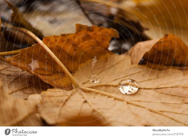 Herbstlaub Natur Pflanze Urelemente Wasser Wassertropfen Wolken Klima Klimawandel Regen Baum Blatt Park alt Coolness authentisch einfach elegant exotisch gut