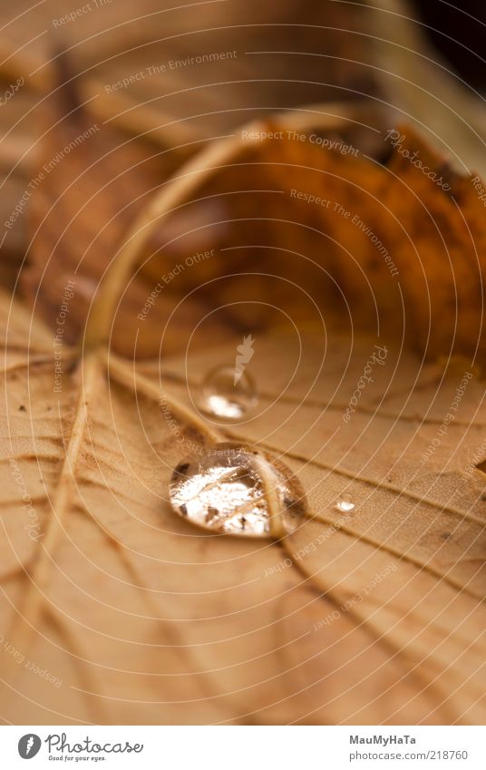 Herbst Natur Pflanze Urelemente Wasser Wassertropfen Klima Klimawandel Regen Baum Blatt Park alt authentisch elegant frei groß braun mehrfarbig gelb gold grau