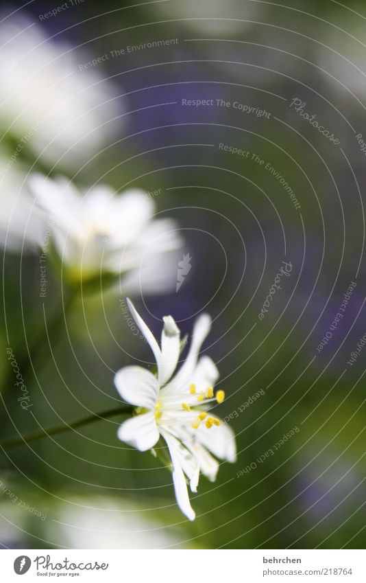 blümi Umwelt Natur Pflanze Frühling Sommer Blume Blüte Wachstum Blühend Pollen Farbfoto Außenaufnahme Menschenleer Unschärfe Blütenblatt weiß Nahaufnahme Tag