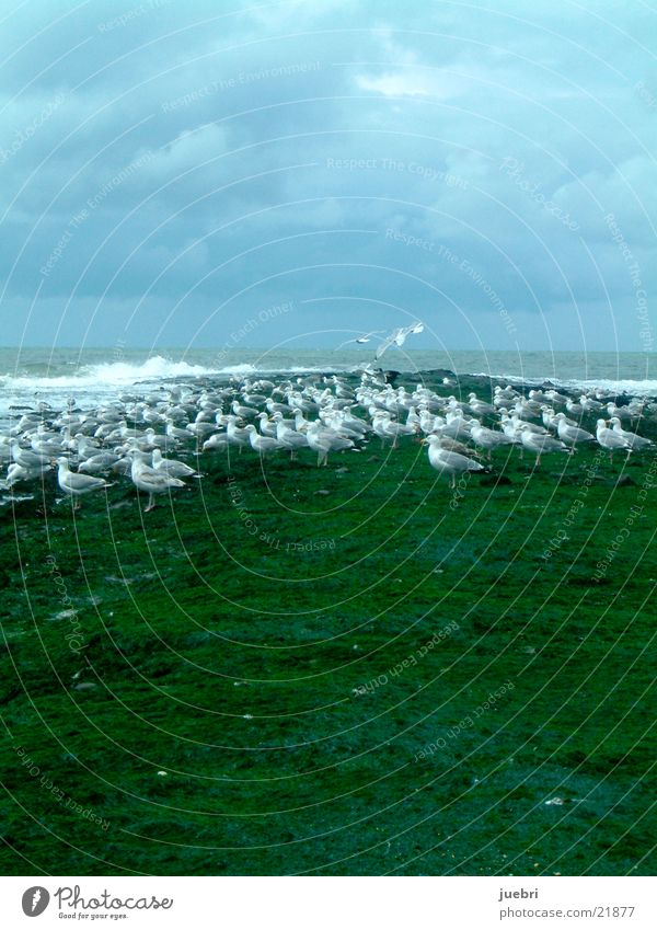 Möwen an der Nordsee grün Meer Niederlande Wasser Himmel