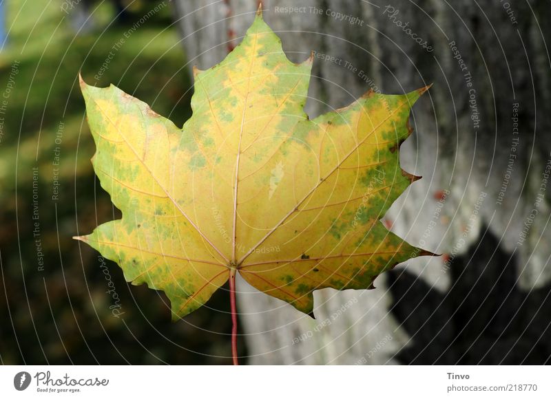 unbeschriebenes Blatt Herbst gelb grün Natur Vergänglichkeit Baumstamm Herbstlaub Ahornblatt Wiese Blattschatten Mitte fallen Schweben Farbfoto Außenaufnahme