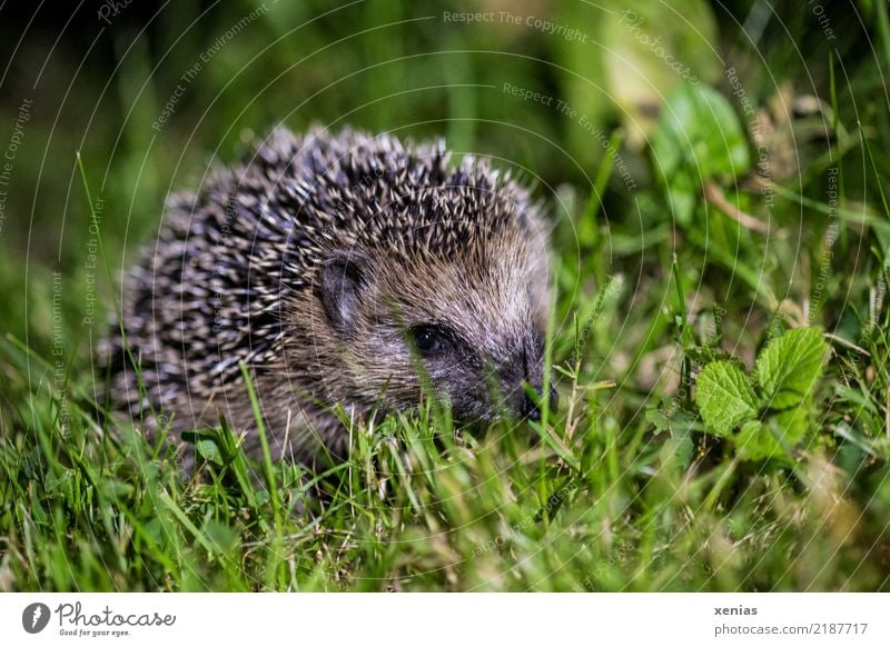 Kleiner Igel im Vorgarten Sommer Herbst Gras Garten Park Wiese Tier 1 beobachten Blick klein stachelig braun grün Einzelgänger nachtaktiv Stachel Tierjunges