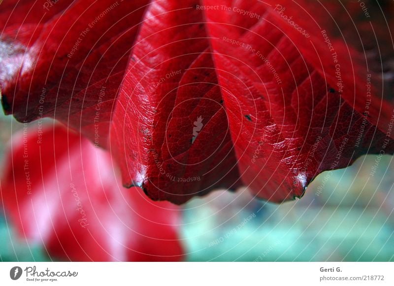 intense Herbst Blatt rot Farbe Herbstlaub herbstlich intensiv knallig Jahreszeiten Maserung kräftig Farbfoto Detailaufnahme Strukturen & Formen Menschenleer Tag