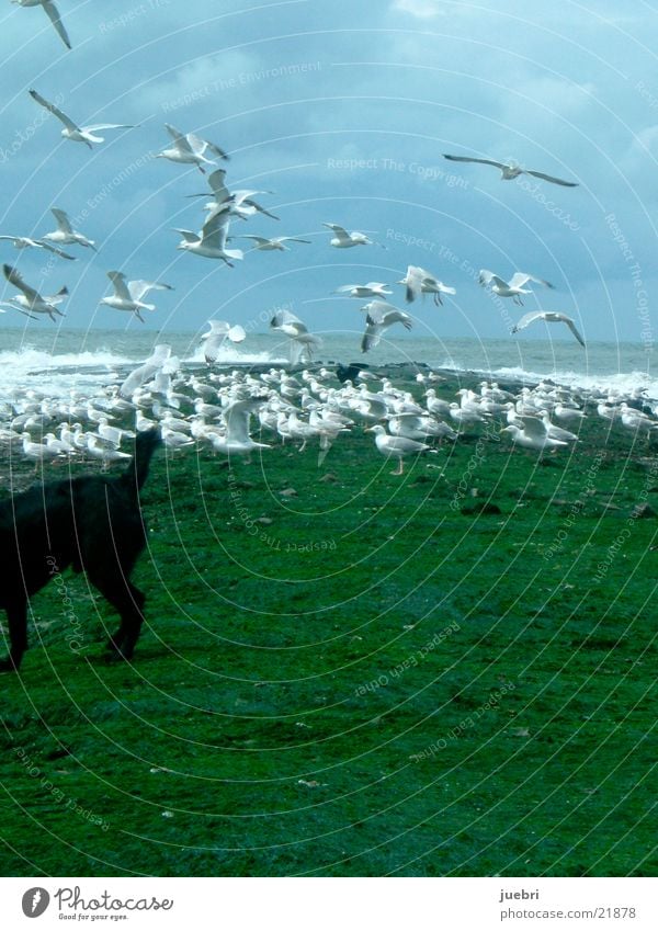 Möwen und Hund erschrecken Nordsee Himmel Wasser