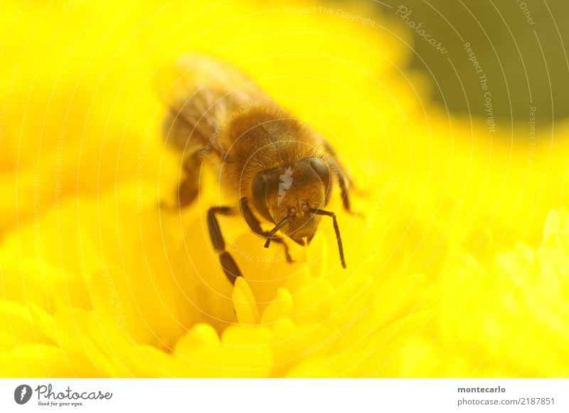 Da fehlt doch was? Umwelt Natur Pflanze Blume Blüte Grünpflanze Wildpflanze Tier Nutztier Wildtier Biene 1 authentisch kaputt klein Krankheit nah natürlich wild